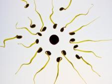 A group of sperm cells moving toward an egg