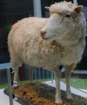 Dolly’s remains are on display sat the National Museum of Scotland. (Even in death, an <a href="http://news.bbc.co.uk/2/hi/uk_news/scotland/2930537.stm" target="_blank">object of the human gaze</a>.)
Dolly’s remains are on display sat the National Museum of Scotland. (Even in death, an object of the human gaze.)