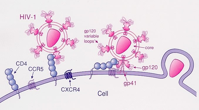 A scientific illustration of the HIV-1 virus and the CCR5 gene.