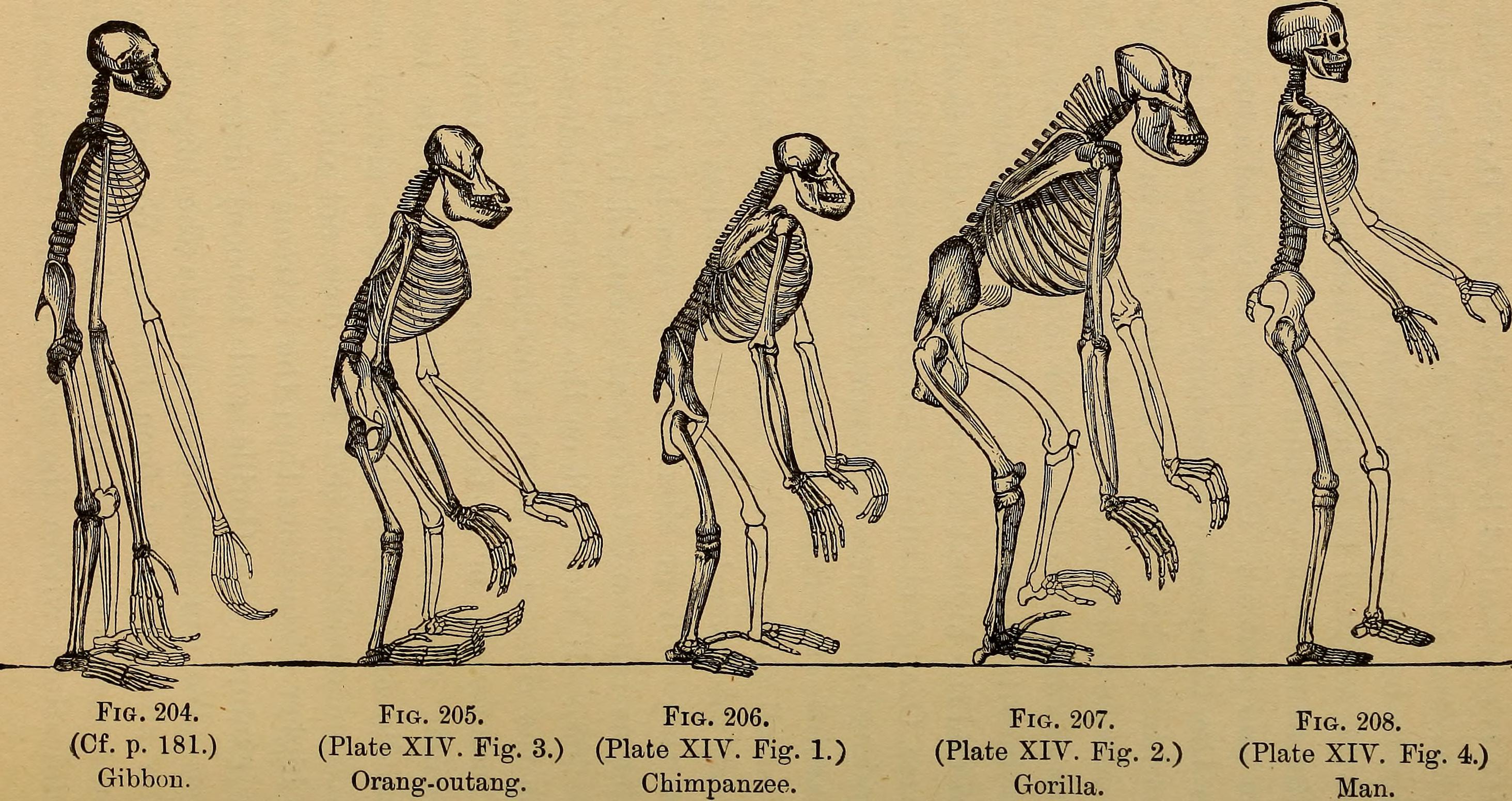 line drawings depicting apes evolving into a human