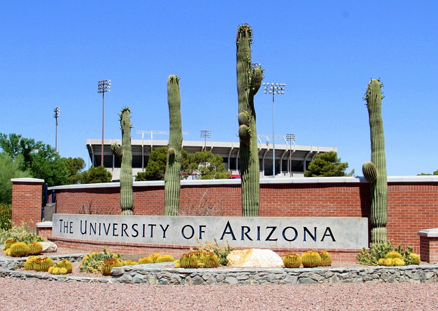 A row of tall cactuses behind a sign reading "University of Arizona"