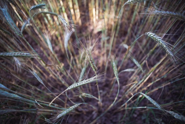 Wheat field 