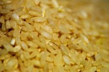 golden rice